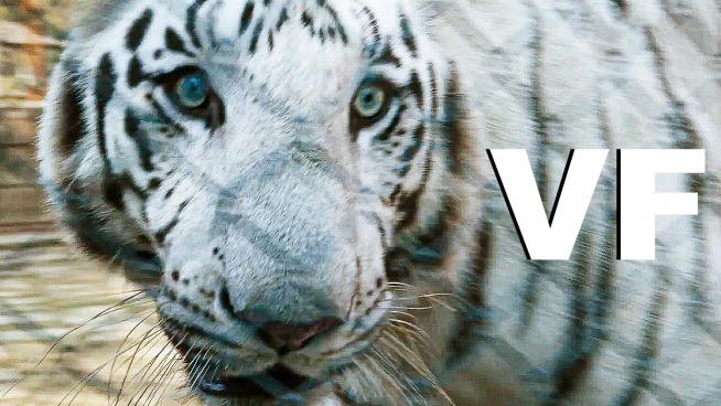 LE TIGRE BLANC